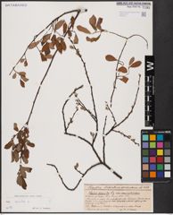 Foto von Salix aurita L.